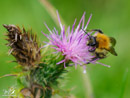 Bumblebee - Trzmiel